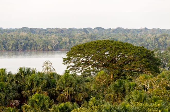 Vista degli alberi e del fiume nel Parco nazionale di Yasuní, Ecuador