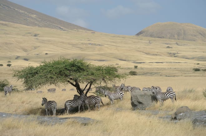 Branco di zebre sotto un albero nel mezzo della savana