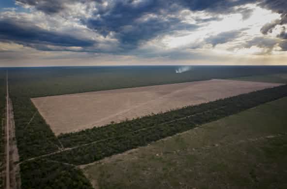 La deforestazione del Chaco nella provincia del Chaco, Argentina