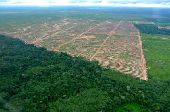 Foto aerea: deforestazione per implementare piantagioni di palma da olio in Perù