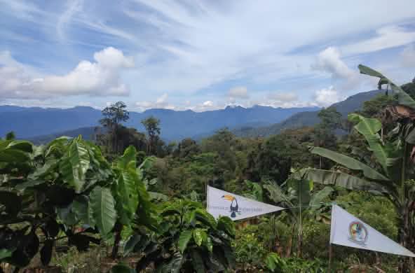 Hutan Hujan (Salviamo la Foresta) e i Tigers of Pining collaborano per salvare l'ecosistema di Leuser.