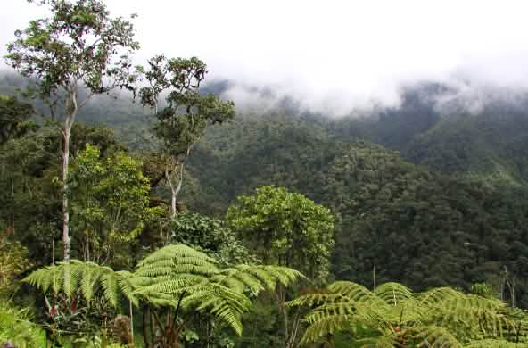 Foresta nuvolosa di montagna nella regione di Intag, Ecuador settentrionale. Vista della vegetazione.