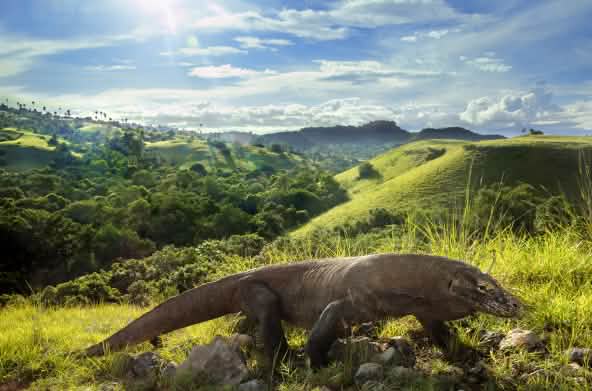 Drago di Komodo (Varanus komodoensis)