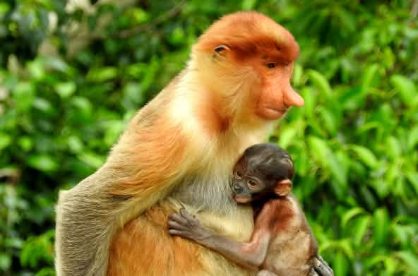 Scimmia nasica con il suo cucciolo