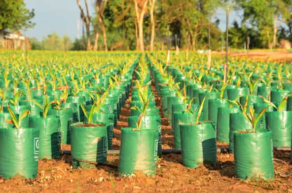 Piantagione di palme da olio