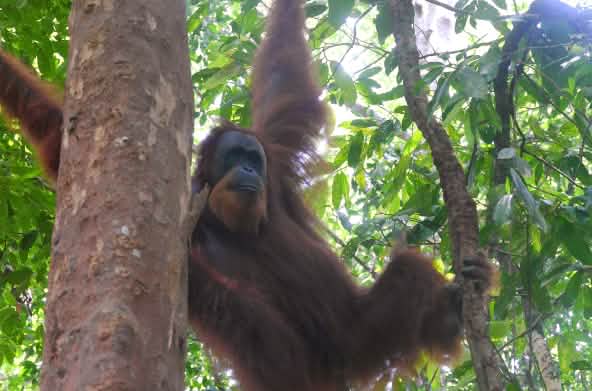 Un orango di Sumatra su un albero