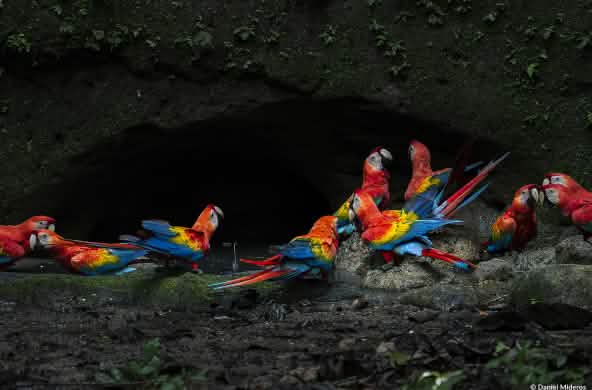 Gruppo di ara scarlatti nel Parco nazionale di Yasuní, nell'Amazzonia ecuadoriana.