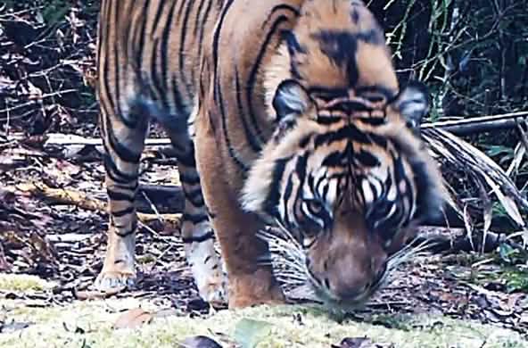 Foto di una tigre effettuata in una zona monitorata con telecamera