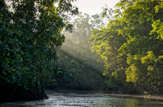 Una foresta tropicale ed un fiume