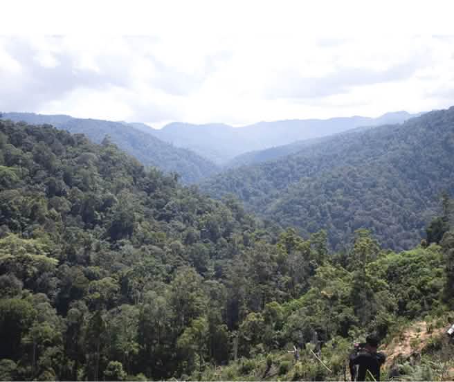 Fermiamo la miniera d'oro che minaccia le tigri di Sumatra!