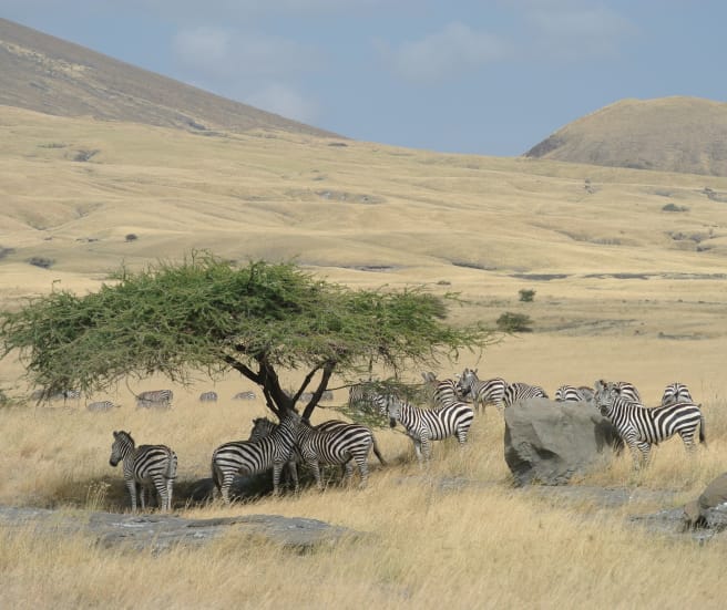 Branco di zebre sotto un albero nel mezzo della savana