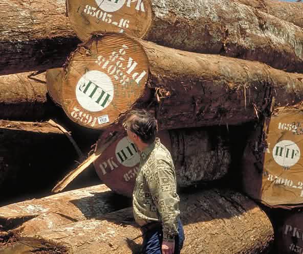 Tronchi di legno marchiati