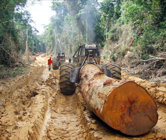 Un tronco tagliato e trasportato attraverso la foresta