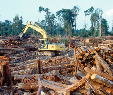 Un escavatore nel mezzo di un'area in fase di disboscamento