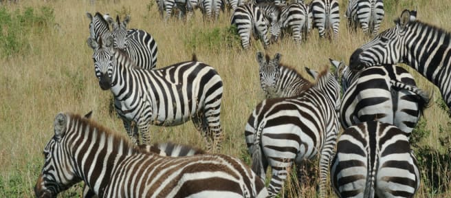 Branco di zebre nella savana