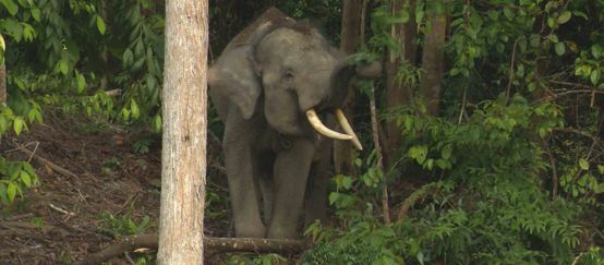 Un elefante di Sumatra nella foresta