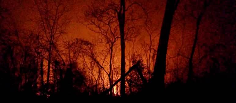 Un inferno di fiamme nella notte vicino alla città di Urubicha, nella Bolivia orientale. I resti carbonizzati degli alberi si stagliano su un cielo notturno illuminato dalle fiamme.