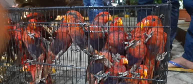 Stop al commercio di uccelli Lori rossi in gabbia