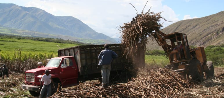 Piantagioni di canna da zucchero in Brasile