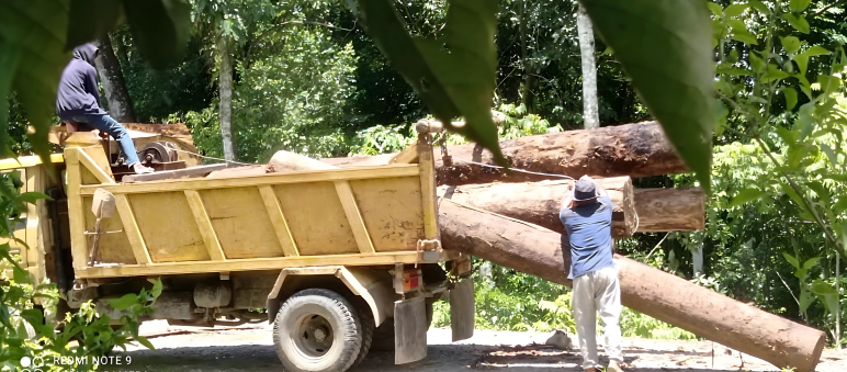 Il tribunale ha inviato un segnale forte alla mafia del legno nell'ecosistema di Leuser Due uomini caricano tronchi su un camion