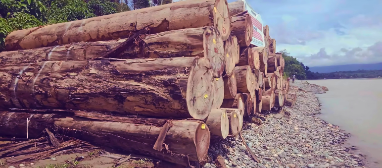 Il legno sequestrato dalle autorità era già etichettato per essere messo in vendita Tronchi d'albero spessi accatastati sulla riva di un fiume
