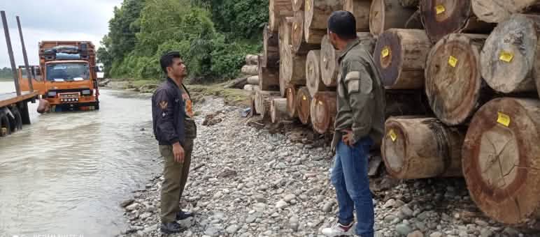 Legno tropicale tagliato illegalmente nell'ecosistema di Leuser Due uomini davanti a una catasta di tronchi d'albero e un camion