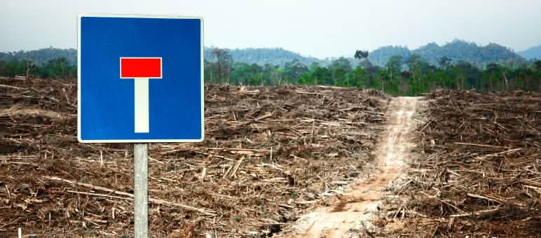 Una foresta distrutta per la coltivazione della palma da olio, fotomontaggio con cartello di strada senza uscita. Fotomontaggio: Una foresta distrutta per la coltivazione della palma da olio con cartello di strada senza uscita.