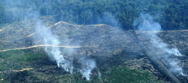 Oltre 100 incendia a Tripa sono dolosi