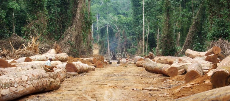 Il 90 per cento del legno tropicale potrebbe essere di origine illegale