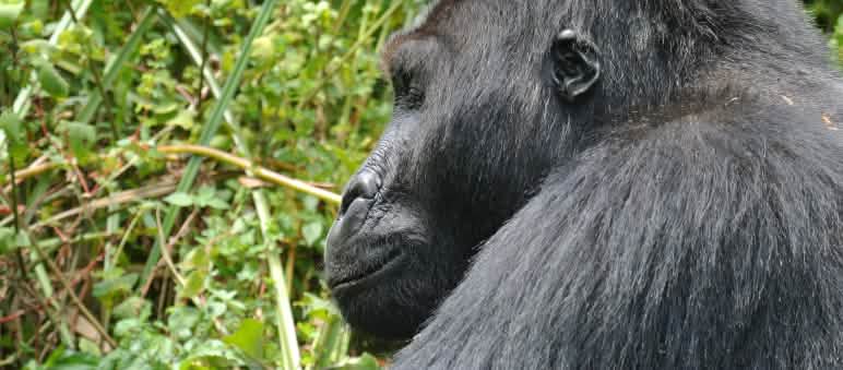 Gorilla di pianura orientale nel Parco nazionale di Kahuzi-Biega Vista di profilo ravvicinata di un gorilla di pianura orientale nel Parco Nazionale di Kahuzi-Biega