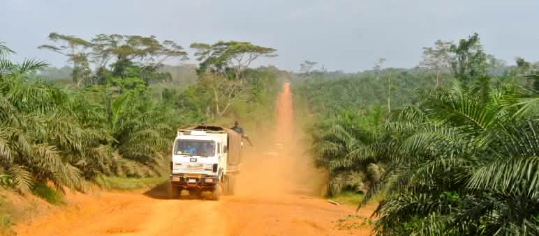 La foresta pluviale in Liberia viene distrutta per le piantagioni di palma da olio - incluso l'habitat degli scimpanzé Un camion attraversa una piantagione di palma da olio in Liberia
