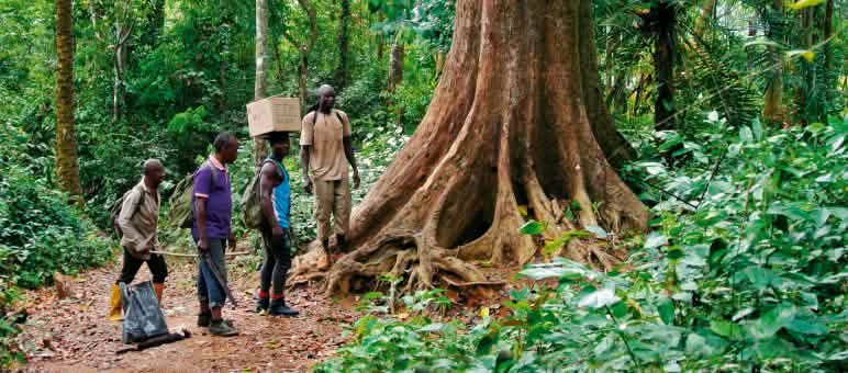 La comunità Ekuri preserva la foresta ancestrale da generazioni Guardiani ambientali nella foresta di Cross River, Nigeria