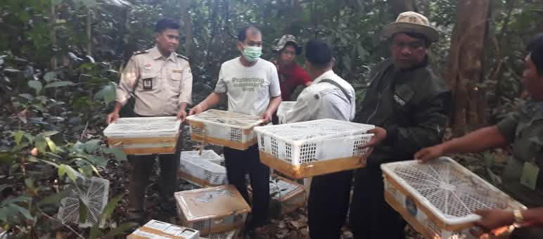 Fermare il traffico di animali selvatici: la nostra organizzazione partner FLIGHT libera gli uccelli selvatici intrappolati Fermare il traffico di animali selvatici: il nostro partner indonesiano FLIGHT si dedica alla liberazione degli uccelli selvatici dal confino.