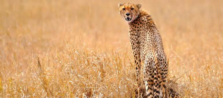 Il ghepardo (Acinonyx jubatus) è l'animale terrestre più veloce del mondo. Ghepardo nel Serengeti