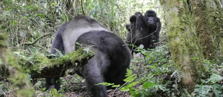Il parto gemellare è estremamente raro tra i gorilla Gorilla di pianura orientale con due piccoli gemelli nel Parco Nazionale di Kahuzi-Biega