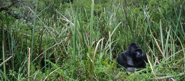 Un gorilla di pianura orientale nel Parco Nazionale di Kahuzi-Biega Il gorilla argentato di Bonané in mezzo al bambù