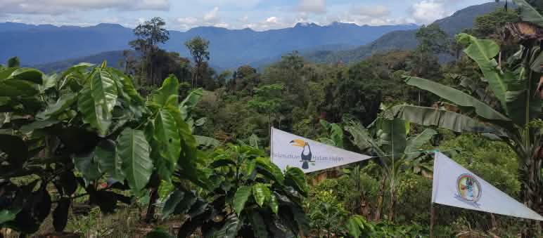 Hutan Hujan (Salviamo la Foresta) e i Tigers of Pining collaborano per salvare l'ecosistema di Leuser Hutan Hujan (Salviamo la Foresta) e i Tigers of Pining collaborano per salvare l'ecosistema di Leuser.
