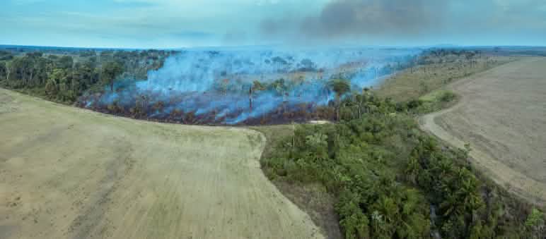 Taglio e bruciatura per le piantagioni agricole L'immagine mostra come la massiccia deforestazione per abbattimento e incendio stia aprendo la strada a nuove monocolture