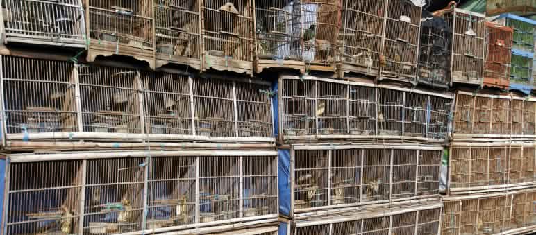 Mercato degli uccelli a Giacarta File di gabbie per uccelli in un mercato degli uccelli a Giacarta