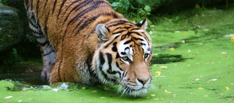 Una tigre vicino all'acqua