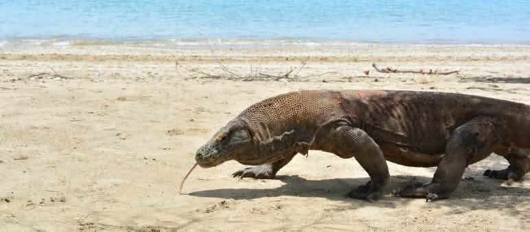 La IUCN ha recentemente classificato il drago di Komodo come specie "in pericolo" Un drago di Komodo cammina su una spiaggia