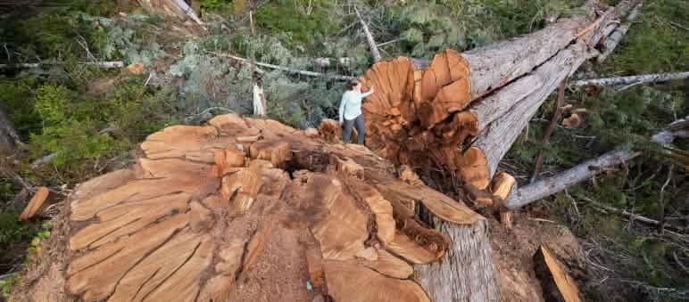 Cresciuto per secoli, abbattuto in pochi minuti Albero abbattuto nella British Columbia, Canada