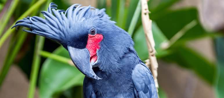 Cacatua delle palme Cacatua delle palme in natura