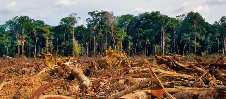 Gli effetti della deforestazione indiscriminata Una vasta area deforestata