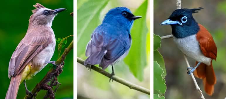 Gli uccelli canori sono spesso tenuti in gabbia a causa del loro canto. Collage 1 tratto da REPORT 19/04 - No birds, no forest, pubblicato nel numero 04/19 della nostra rivista, Regenwald Report