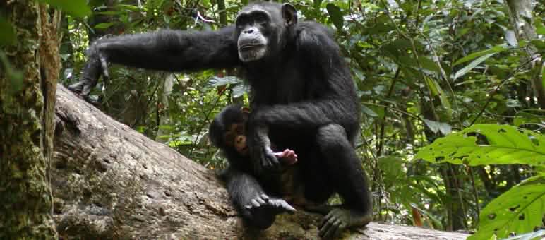 L'habitat degli scimpanzé si sta riducendo, perciò le aree protette sono importanti Scimpanzé nel Parco Nazionale di Sapo