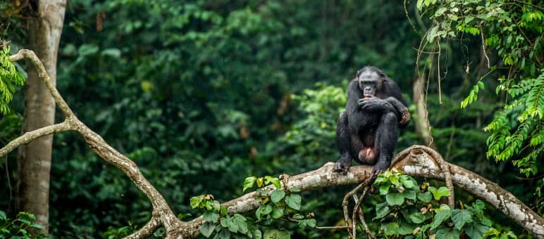 Le foreste pluviali del bacino del Congo ospitano bonobo (nella foto uno di loro), gorilla e scimpanzé. Un bonobo seduto sul ramo di un albero nella Repubblica Democratica del Congo