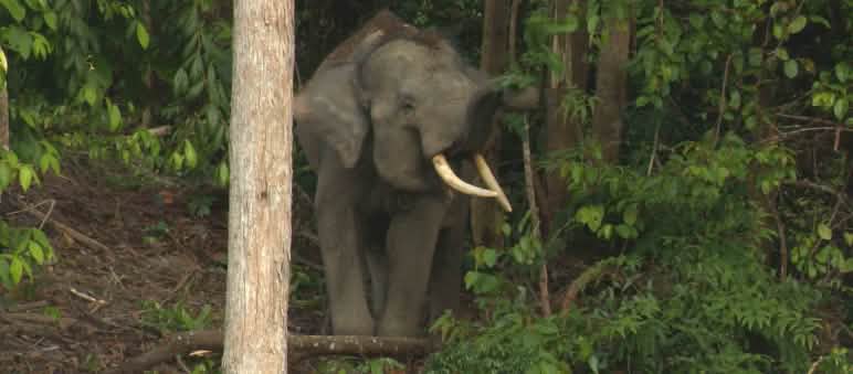 Solo otto elefanti di Sumatra vivono nella foresta di Sepintun Un elefante di Sumatra nella foresta