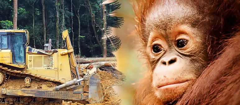 Gli oranghi sono in via di estinzione soprattutto a causa dell'espansione delle piantagioni di palma da olio Un orango guarda disperato mentre un bulldozer distrugge la foresta.