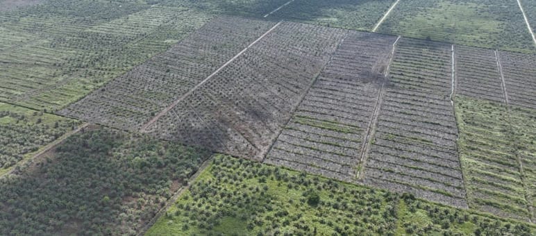 Sconvolgente! Piantagioni di olio di palma in mezzo alle torbiere protette di Tripa Foto da drone di nuove piantagioni di palma da olio